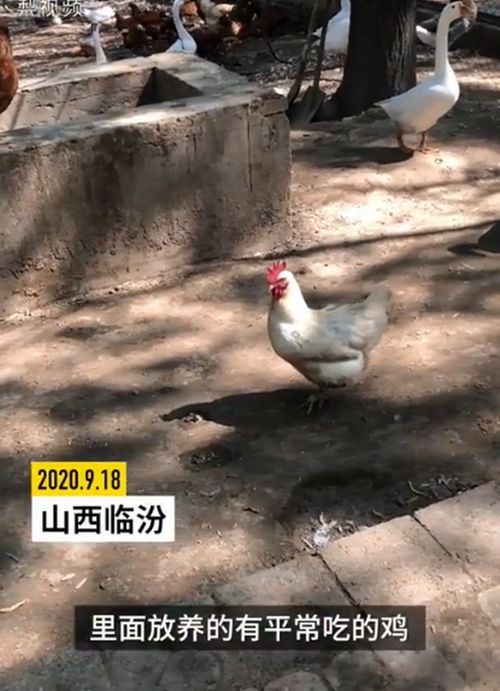 临汾动物园用家禽凑数引发争议，园方回应 城市孩子没见过家禽也是一种见识