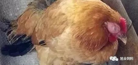 一招制胜 家禽病毒性疾病与大肠杆菌的双重困境如何破局
