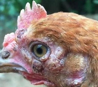 家禽诊断技术丨鸡场兽医如何快速判断鸡常见病？原来有鸡病图表！