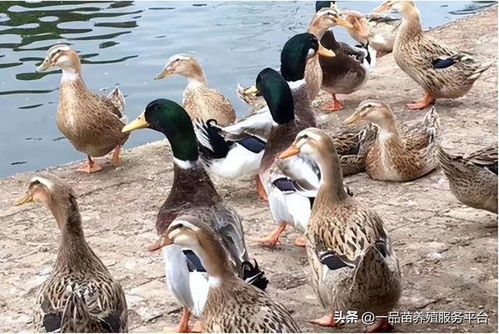 家禽养殖业正悄悄酝酿一场变革，养殖人有望首次占据优势
